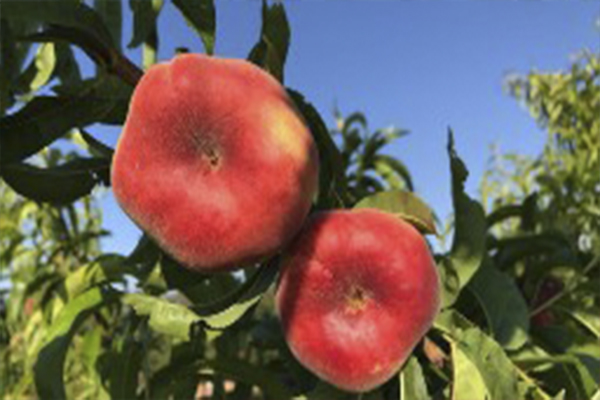 Shaftoli ko'chatlari